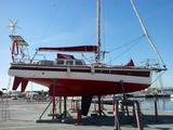 Haliotis 38