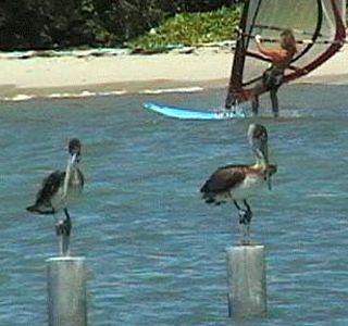 Oiseau(x) des mers et des océans