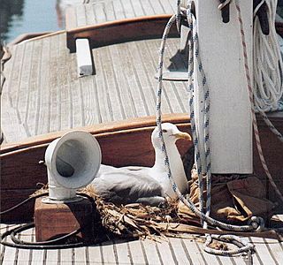 Oiseau(x) des mers et des océans