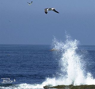 Oiseau(x) des mers et des océans