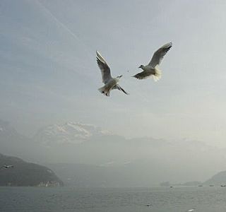 Oiseau(x) des mers et des océans