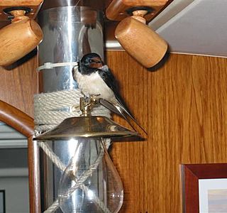 Animaux à bord ! ! !