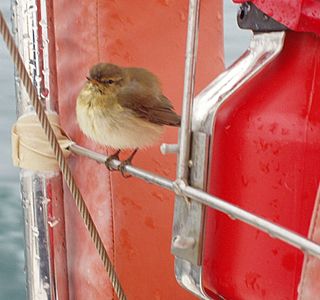 Animaux à bord ! ! !