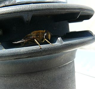 Animaux à bord ! ! !