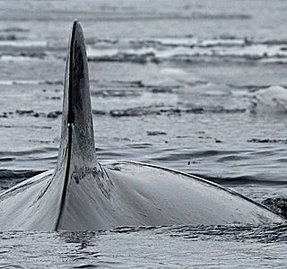 Rencontre sous l'eau. (animaux, photo personnelles non issue du net ou d'un magasine) 