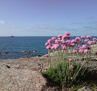 Les fleurs à Bord !