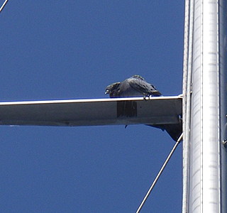 Oiseaux de mer : Mouettes, goélands, fous de Bassan, Albatros, etc...