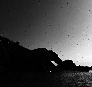 Oiseaux de mer : Mouettes, goélands, fous de Bassan, Albatros, etc...