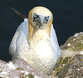 Oiseaux de mer : Mouettes, goélands, fous de Bassan, Albatros, etc...