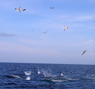 Oiseaux de mer : Mouettes, goélands, fous de Bassan, Albatros, etc...