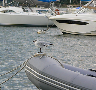 Oiseaux de mer : Mouettes, goélands, fous de Bassan, Albatros, etc...