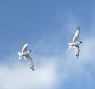 Oiseaux de mer : Mouettes, goélands, fous de Bassan, Albatros, etc...