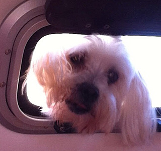 Les animaux de compagnie à bord