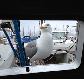 Les animaux de compagnie à bord