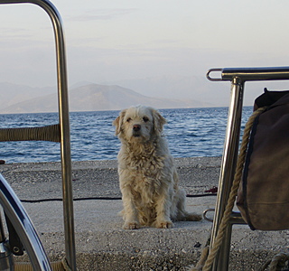 Faune marine croisée en navigation