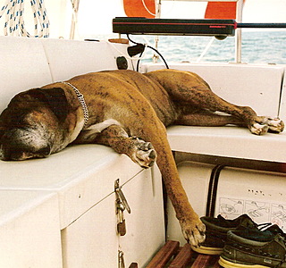 Faune marine croisée en navigation