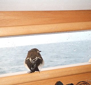 Faune marine croisée en navigation