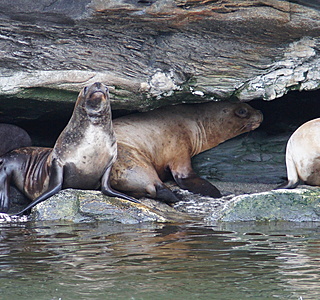 Faune marine croisée en navigation
