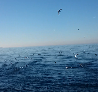 Faune marine croisée en navigation