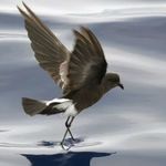 PETREL